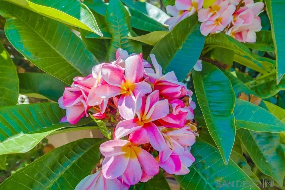 2854 Albatross Street