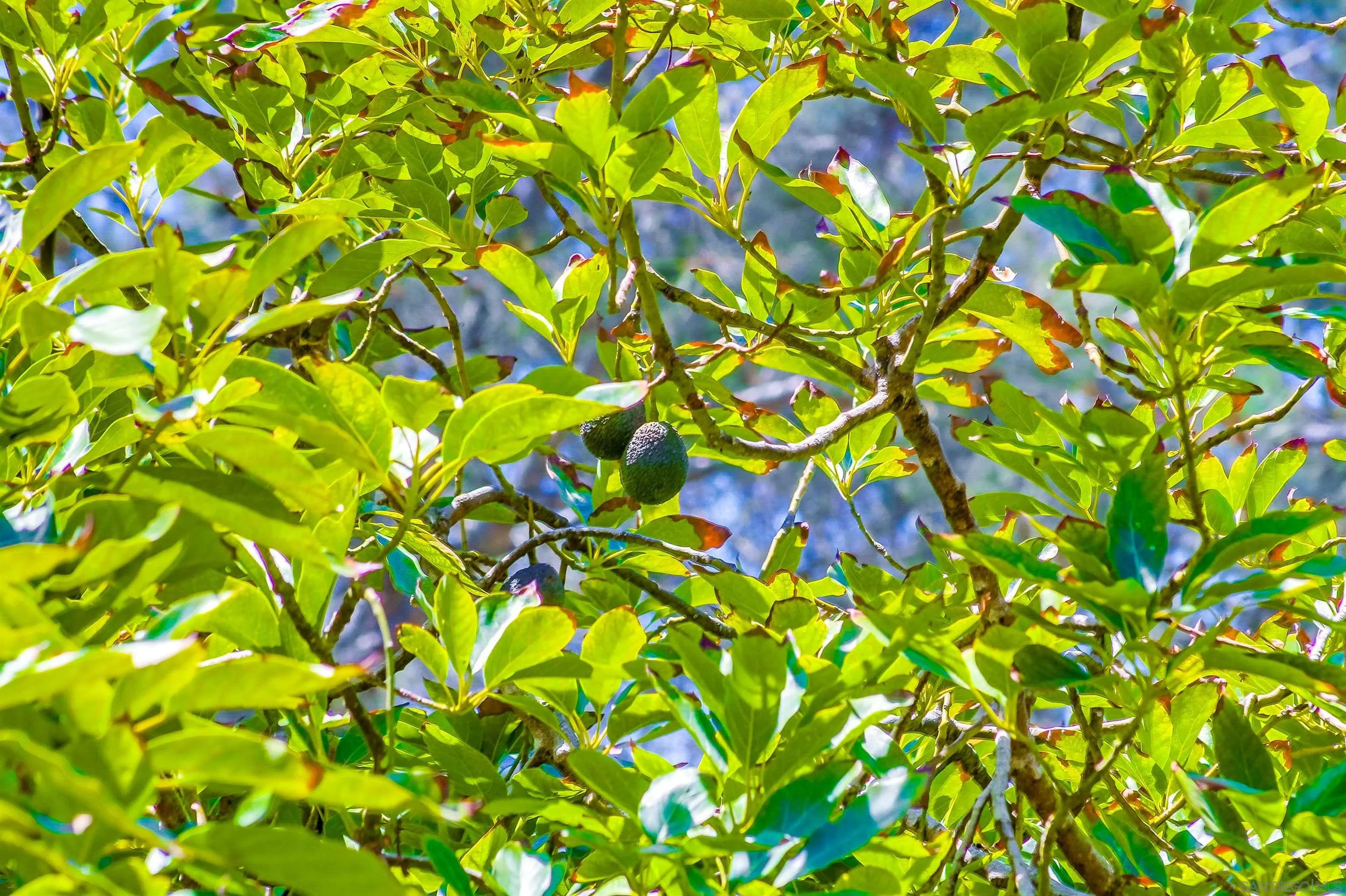 2854 Albatross Street