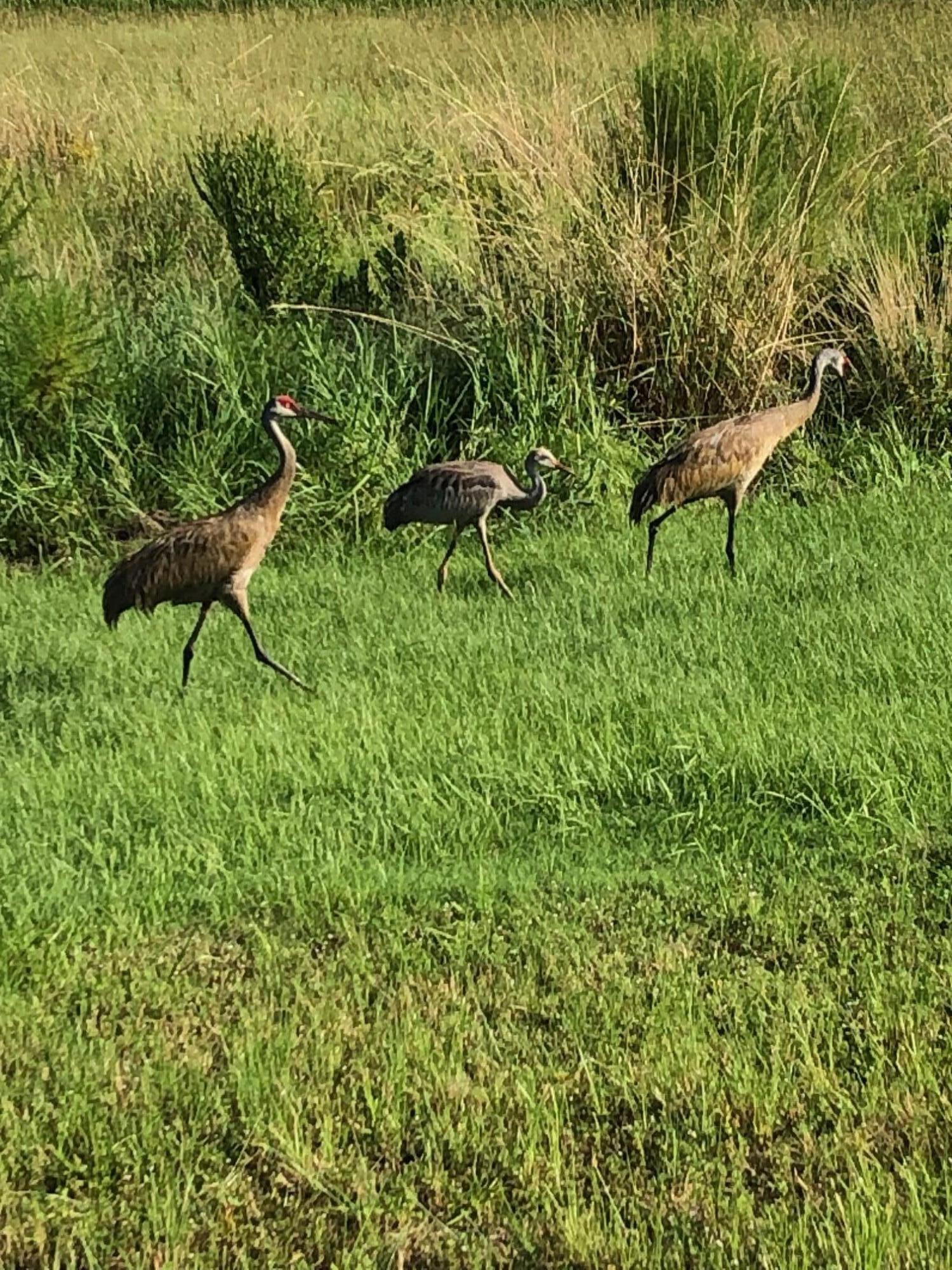 12861 SW Ambra Street