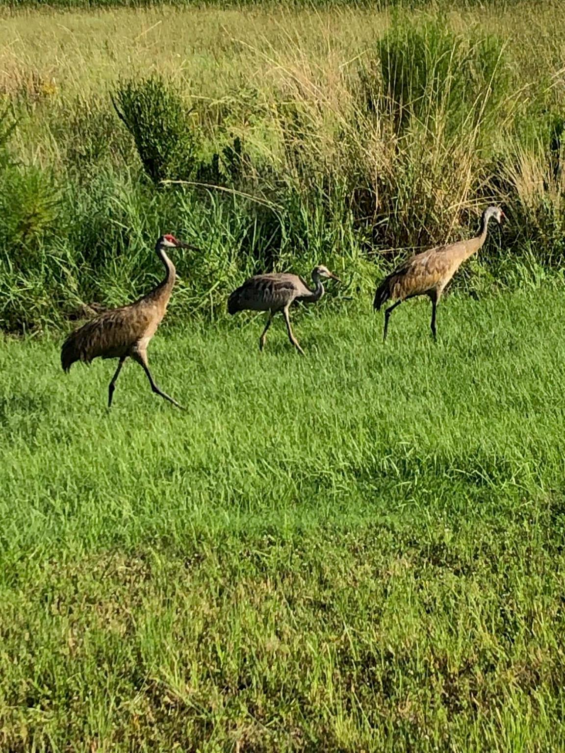 12861 SW Ambra Street