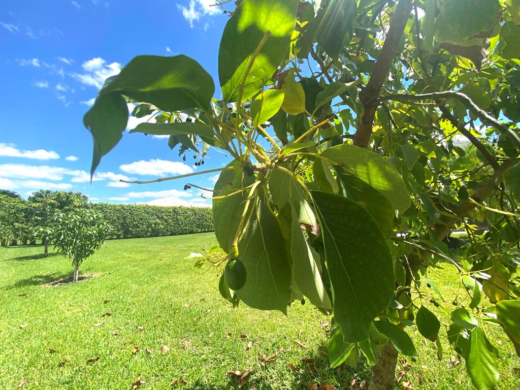 14977 Key Lime Boulevard