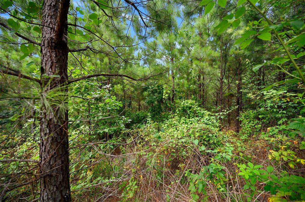 234 Sierra Vista Trail