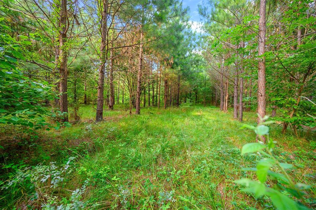 5757 Pine Seed Trail