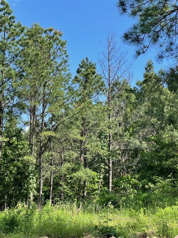 164 Timberline Trail