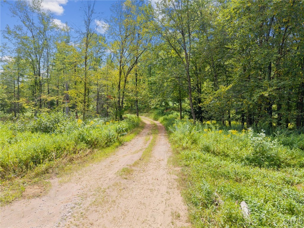 Wooded land with a sandy dirt track winding through dense trees and green undergrowth.