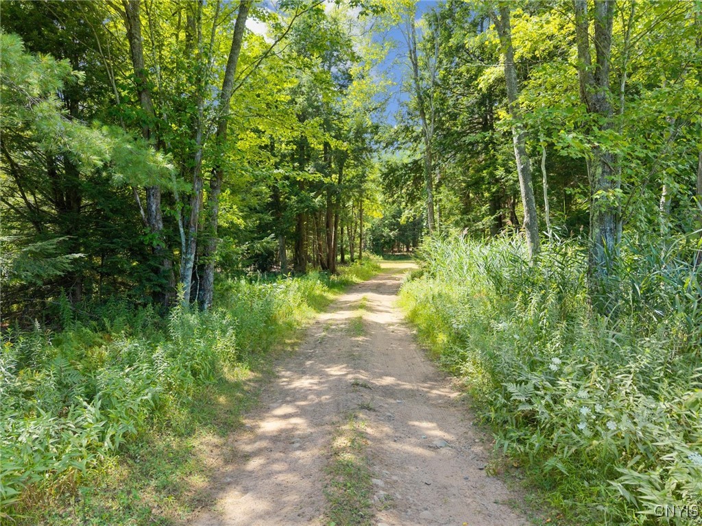 Dirt track through a wooded property, bordered by dense trees and tall grasses.
