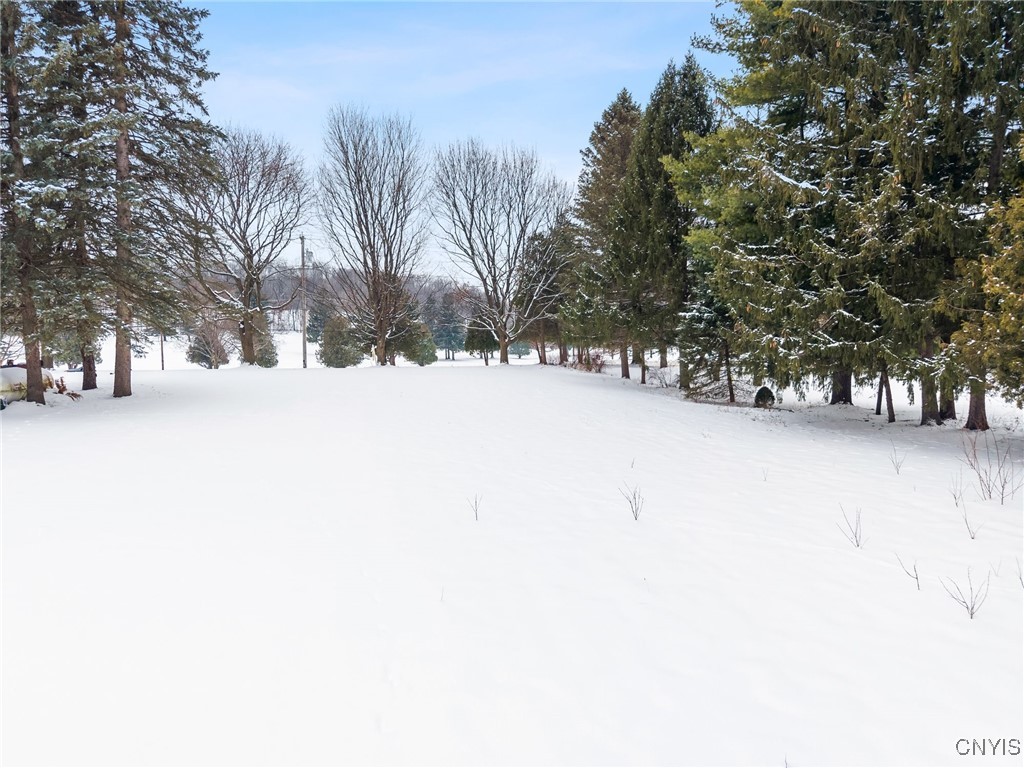Snow-covered yard bordered by evergreen and leafless trees.
