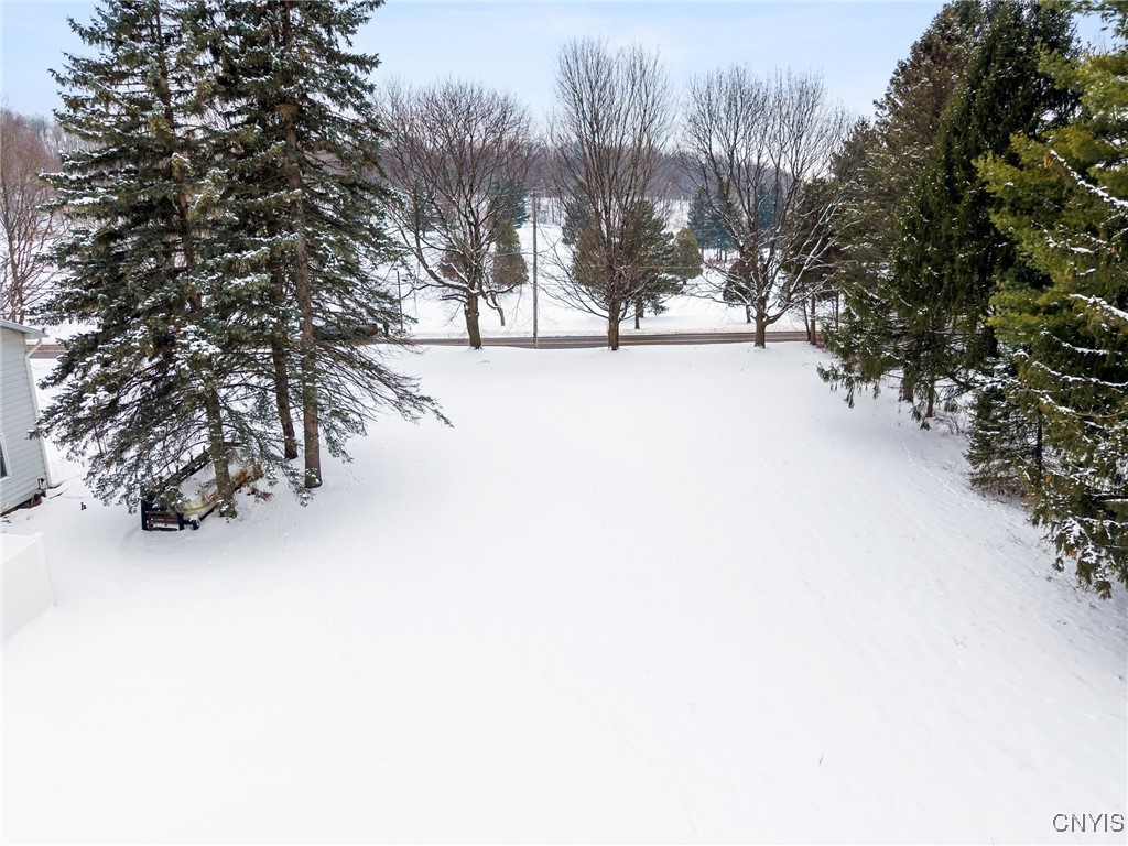 Snow-covered backyard framed by evergreen and leafless trees, with a road beyond.