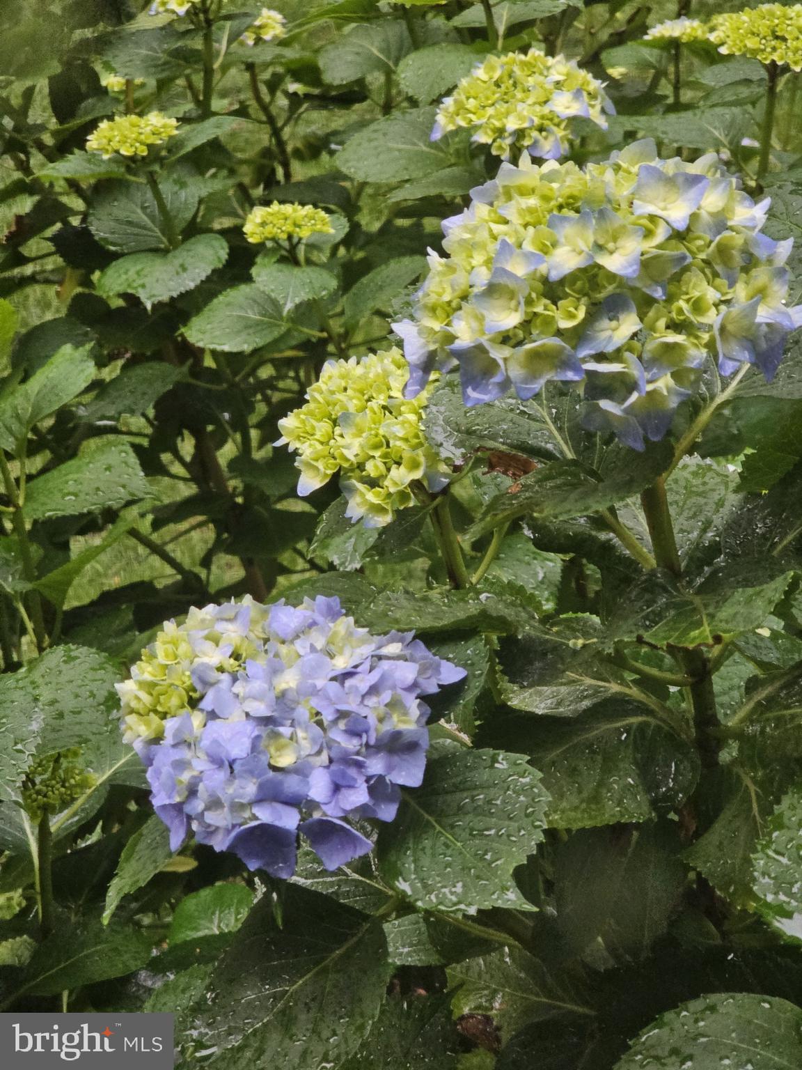 5585 HARMONY WOODS DRIVE