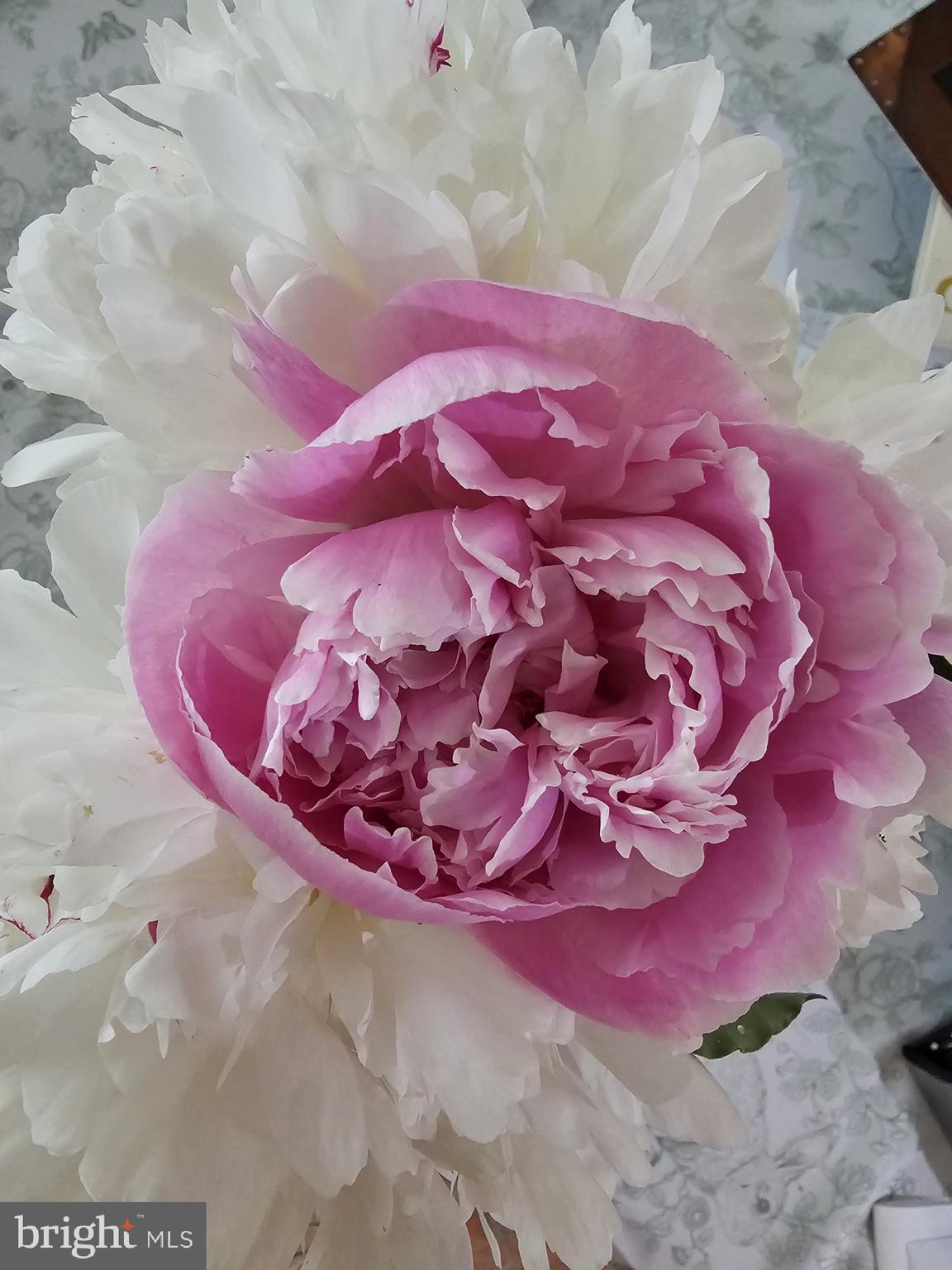 5585 HARMONY WOODS DRIVE