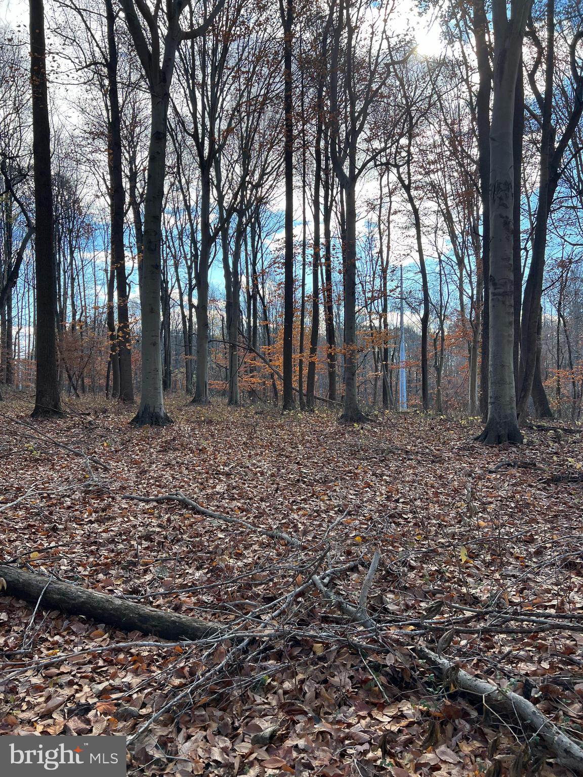 Bloomingdale Rd