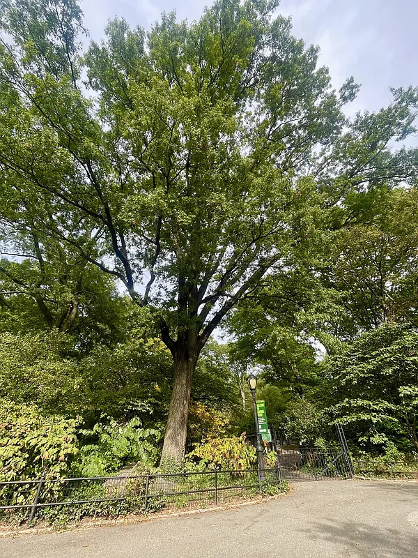 257 W 91ST Street 1E
