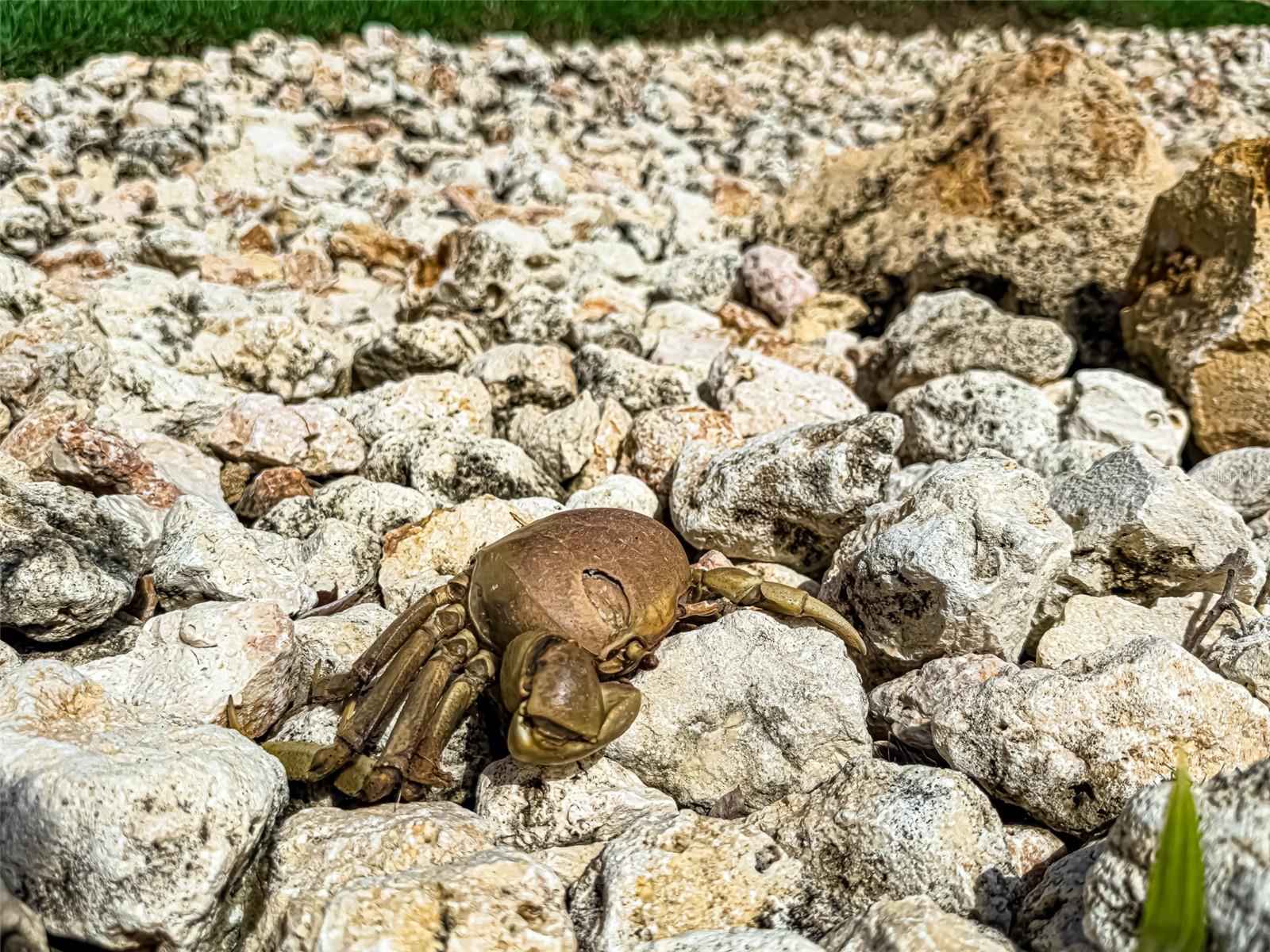 00690 COND TREASURE POINT #372