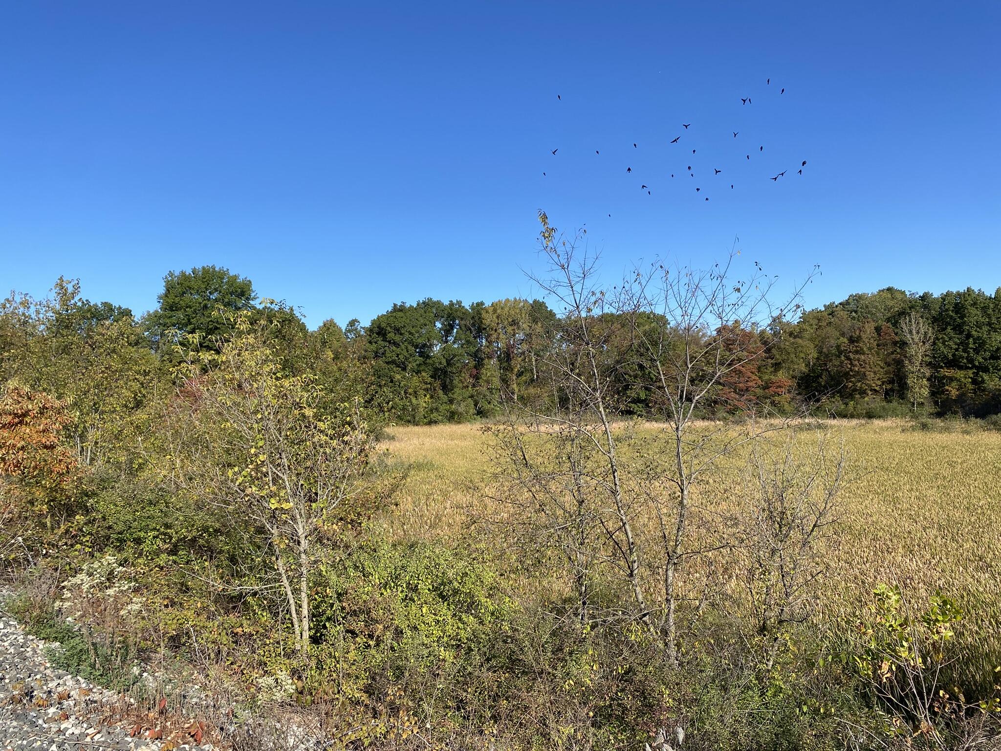 Tbd- 60.04 Creasy Street