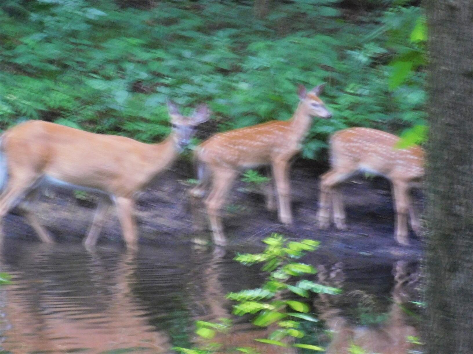 10050 Walander Street NE