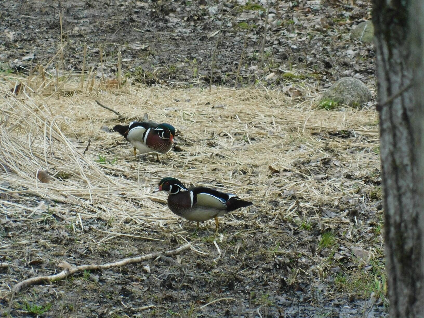 10050 Walander Street NE