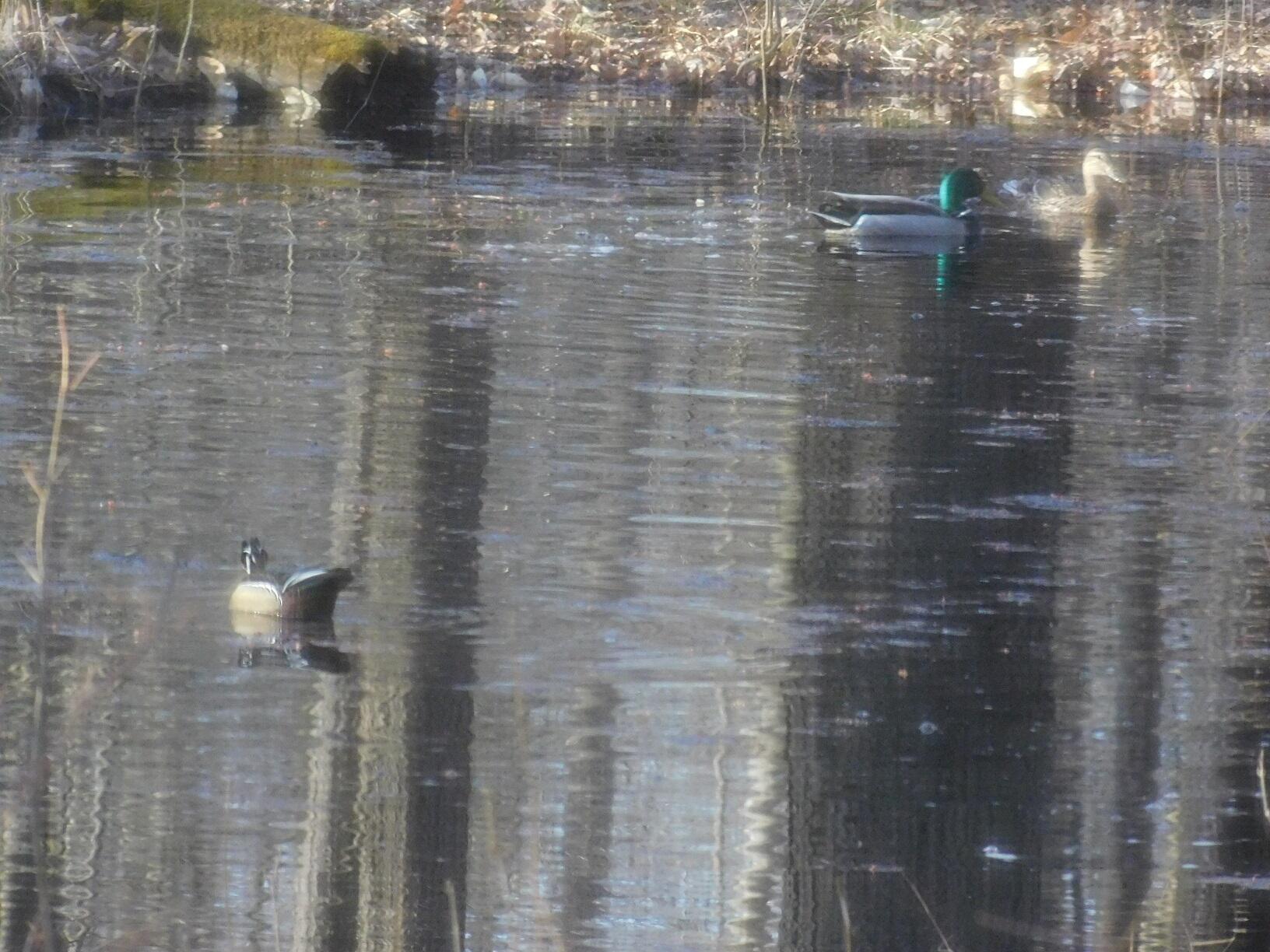 10050 Walander Street NE