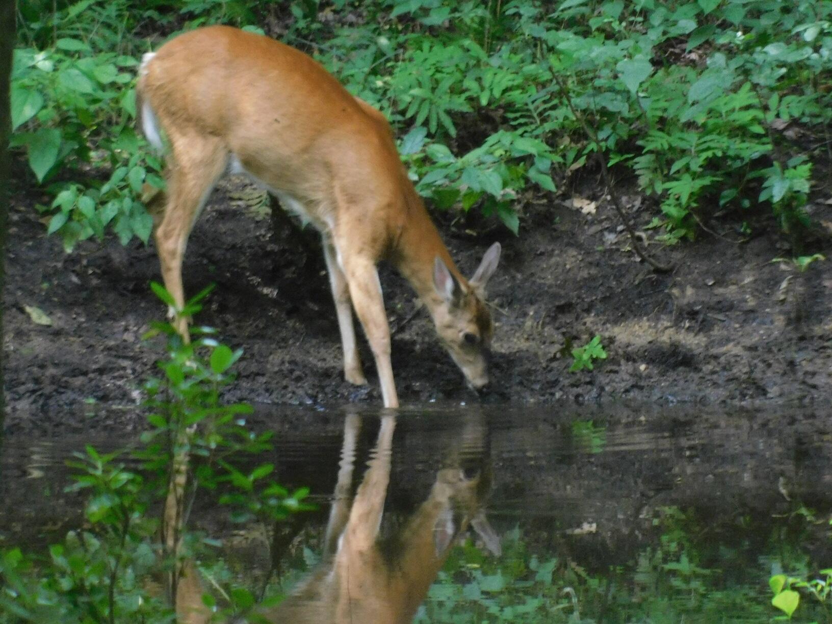 10050 Walander Street NE