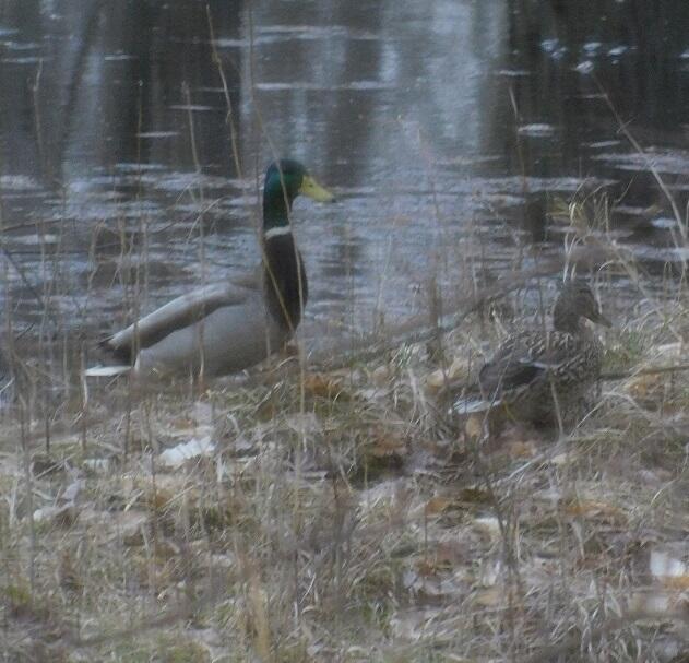 10050 Walander Street NE