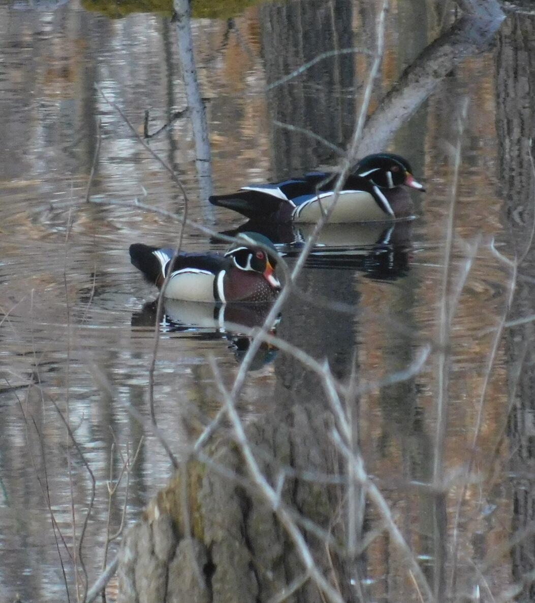 10050 Walander Street NE