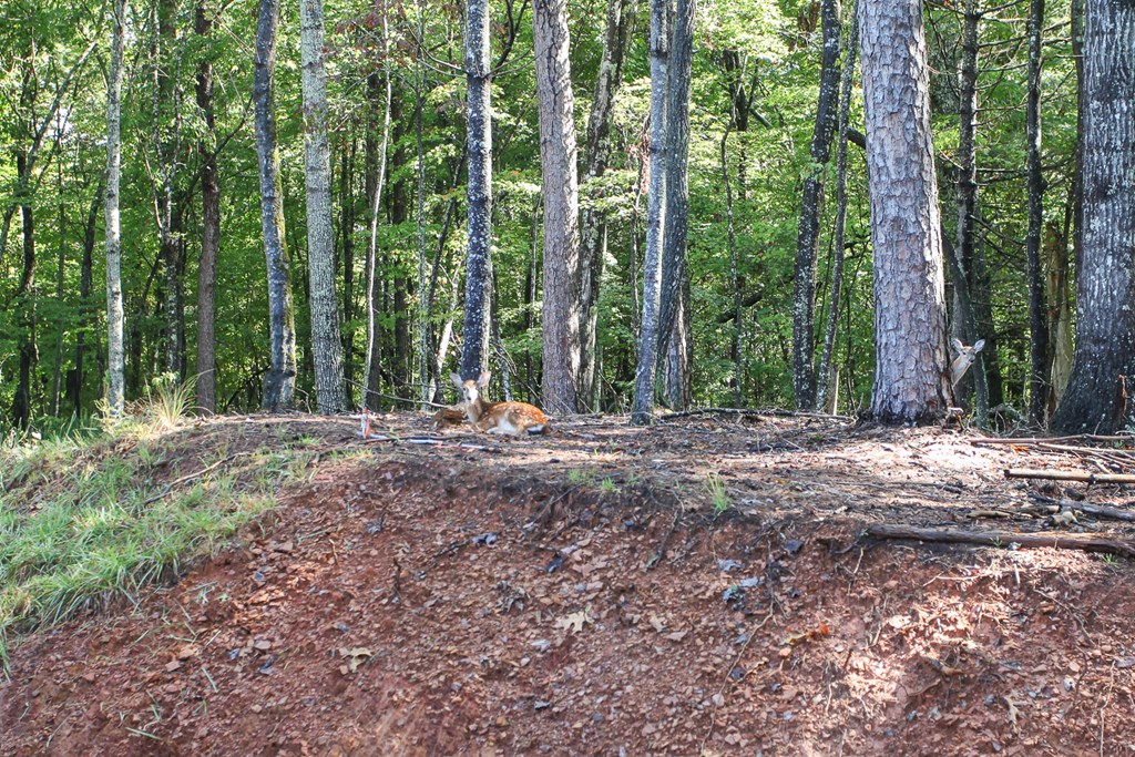 1117 Poor House Mountian Trail