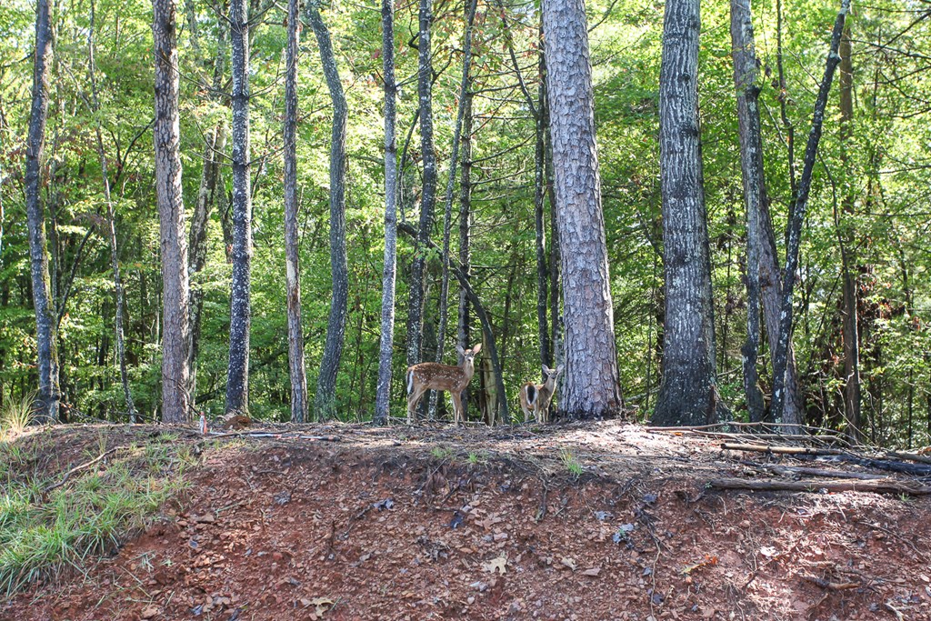 1117 Poor House Mountian Trail