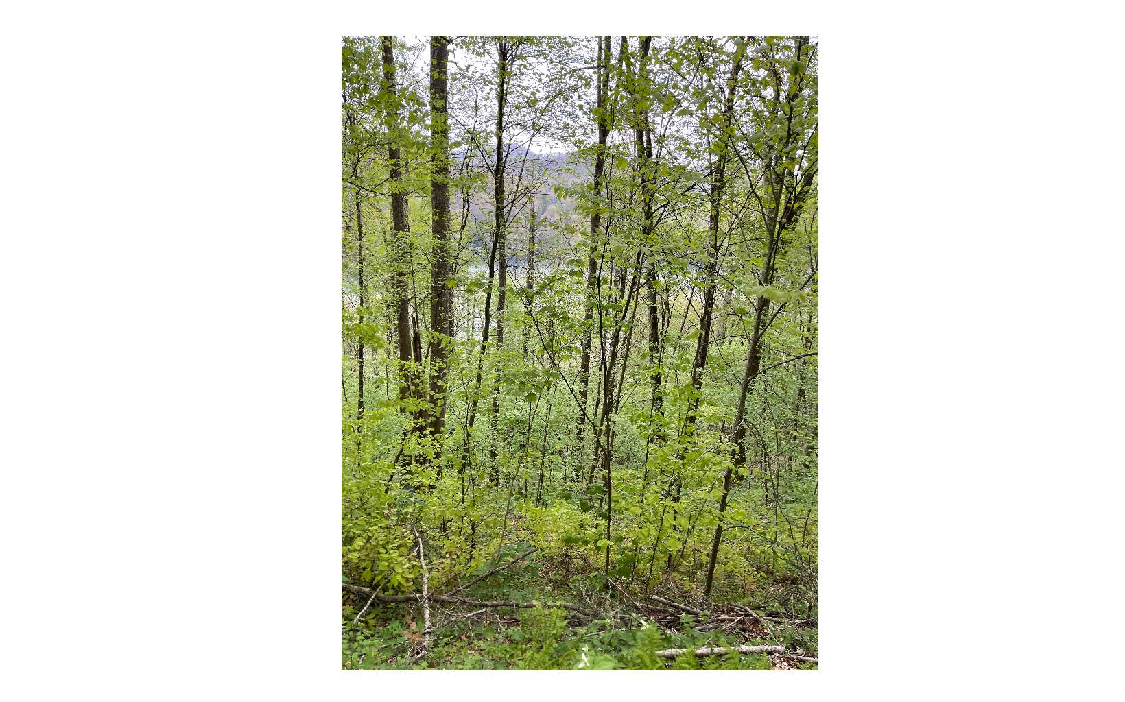 LT 41 Nantahala Shores Road