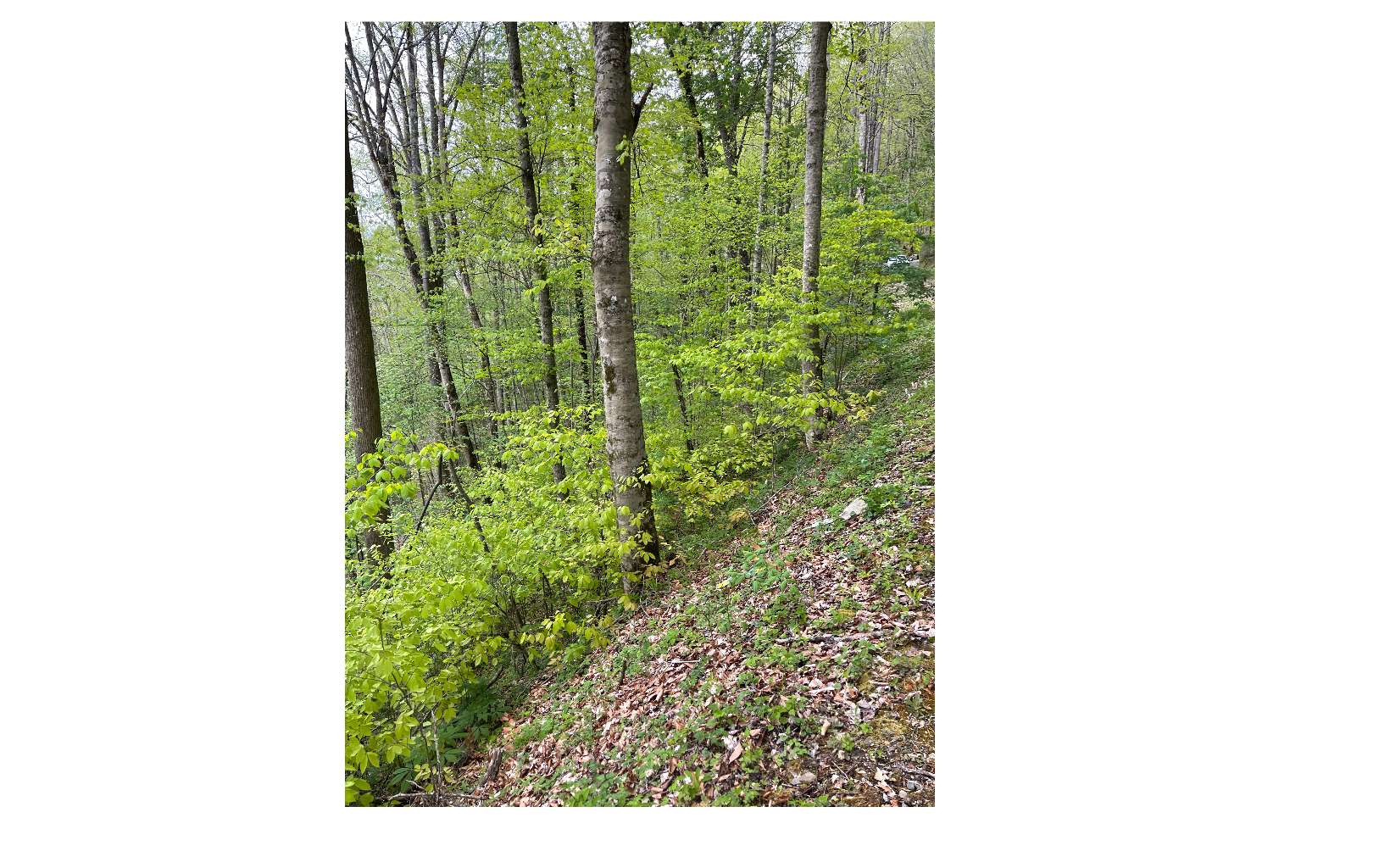 LT 41 Nantahala Shores Road