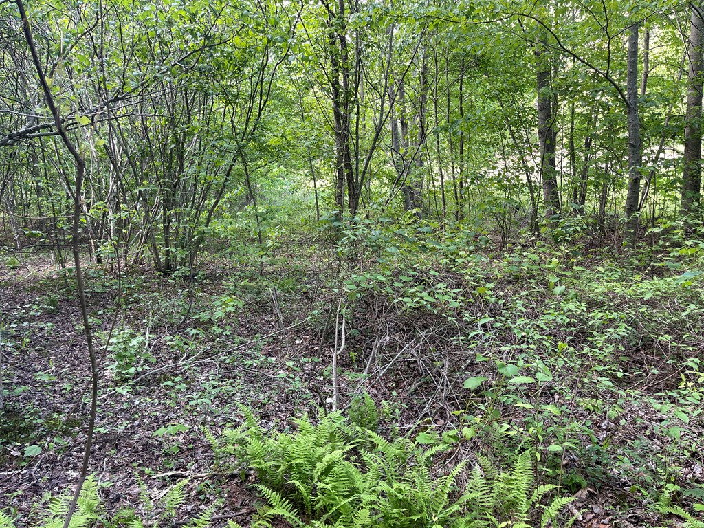 155 Cedar Cliff Lane