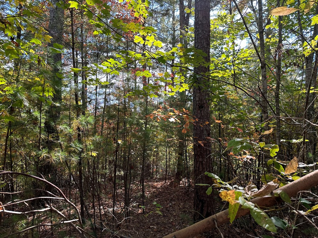 Lot 15 Doe Trail