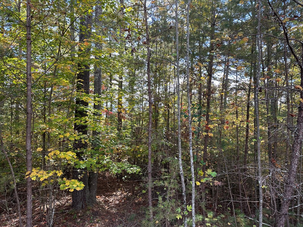 Lot 15 Doe Trail