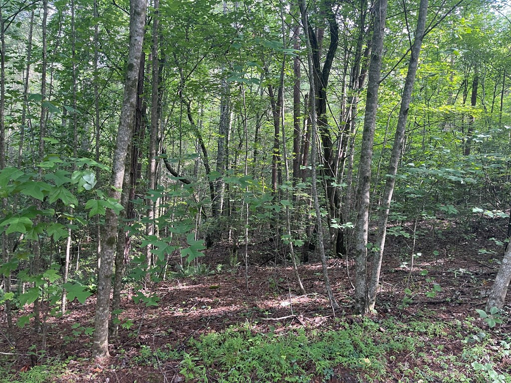 Lot 5 Sherwood Forest