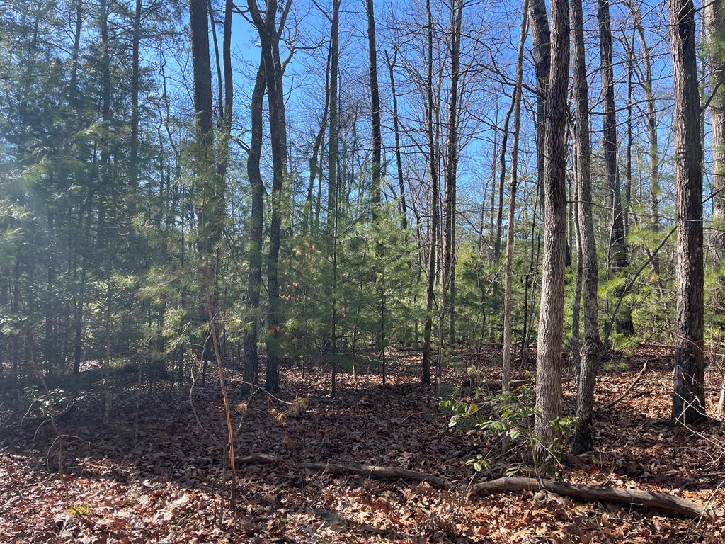 Lot 5 Sherwood Forest