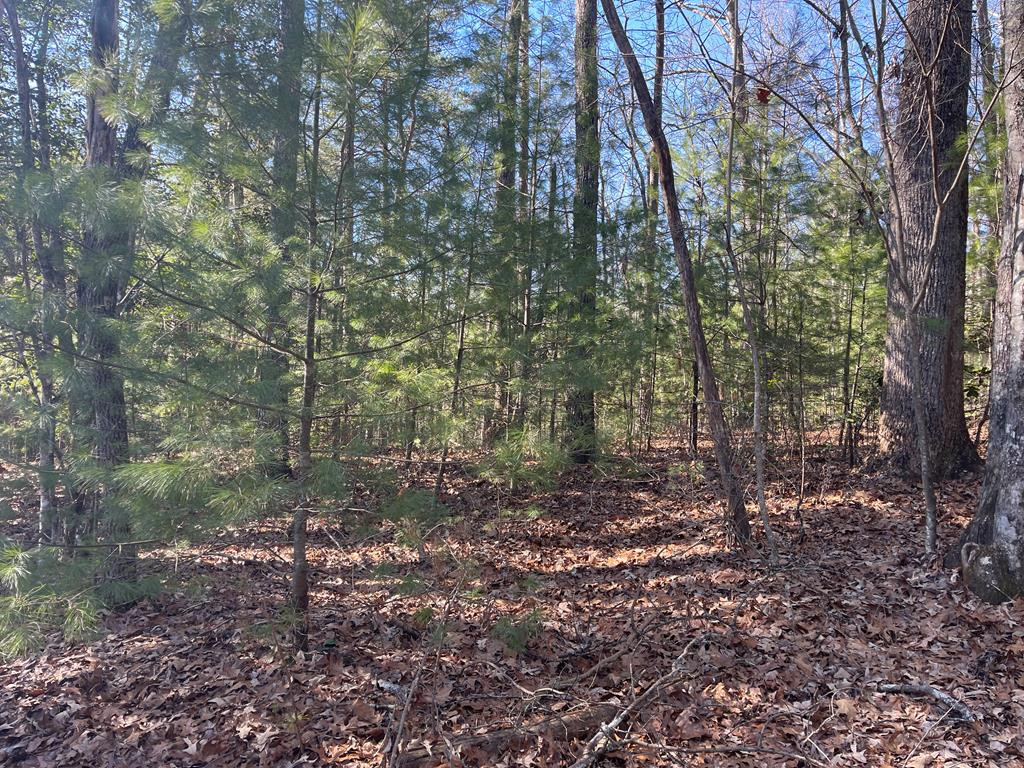 Lot 5 Sherwood Forest