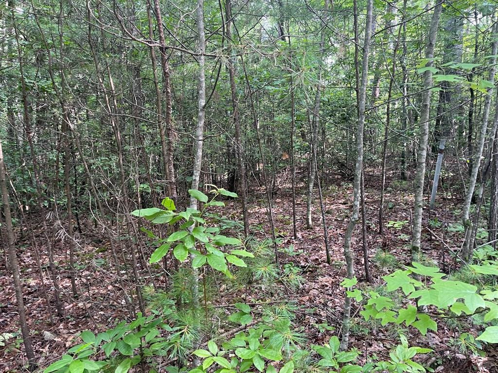 Lot 5 Sherwood Forest