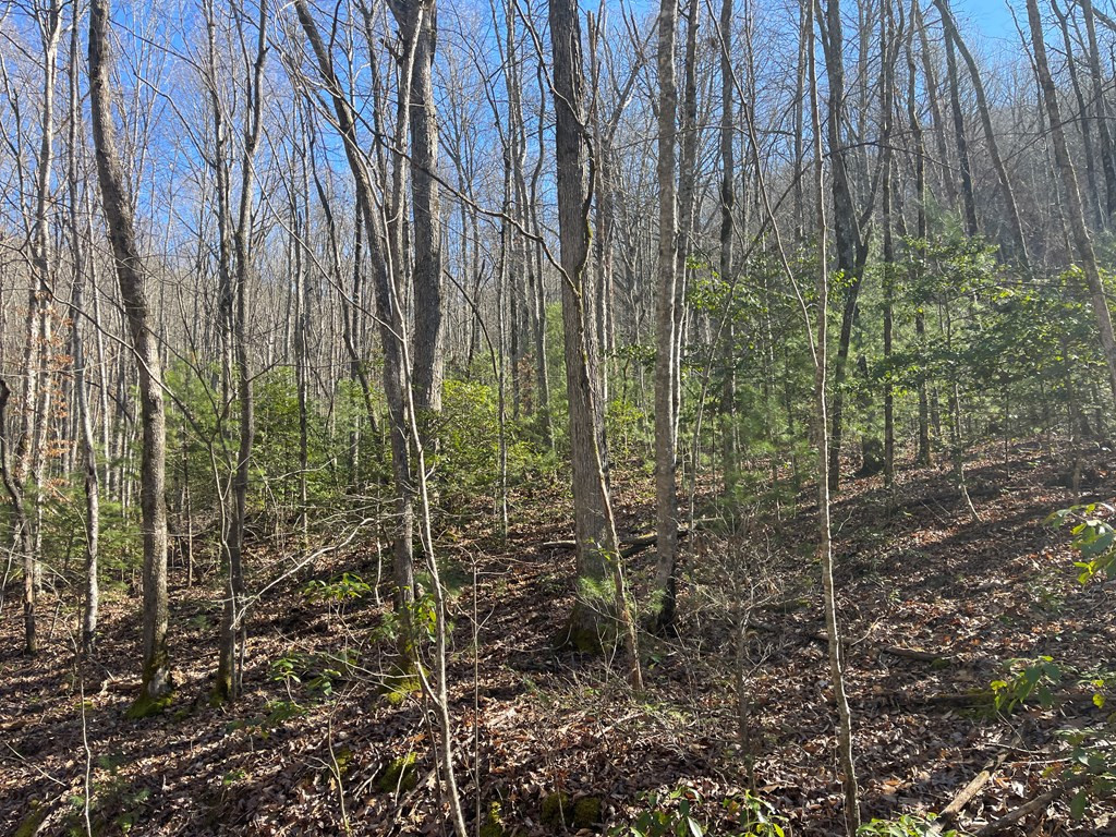 0 Maple Ridge Lane