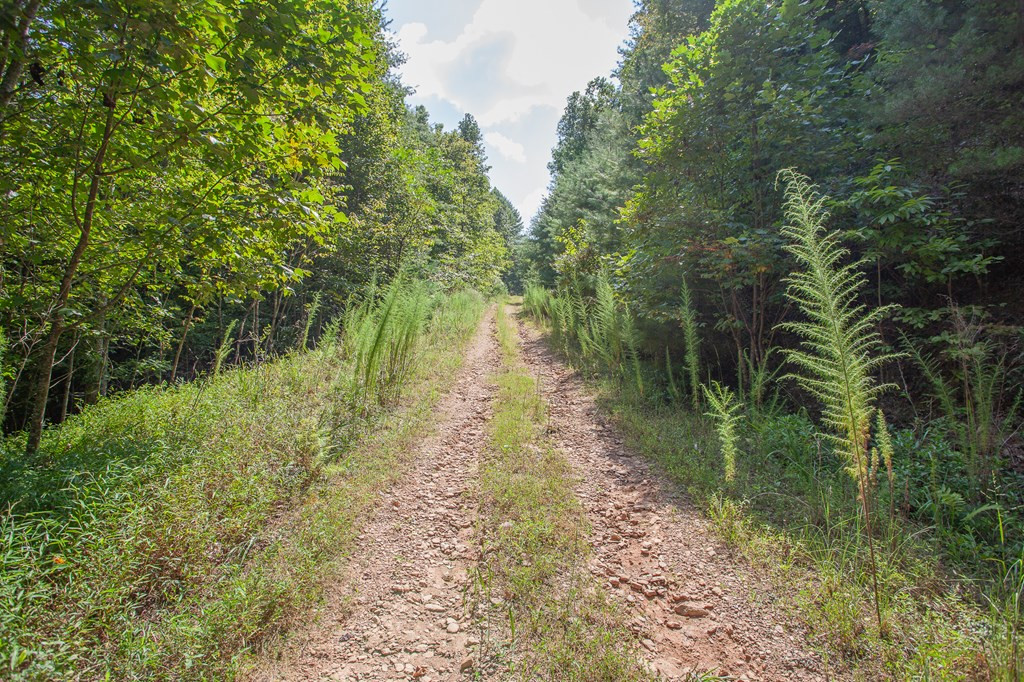 00 Spotted Mule Run