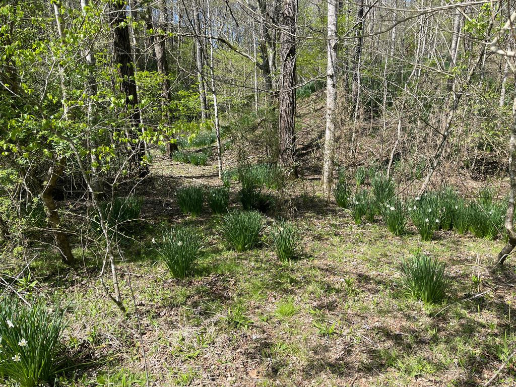 0 Chinquapin Lane
