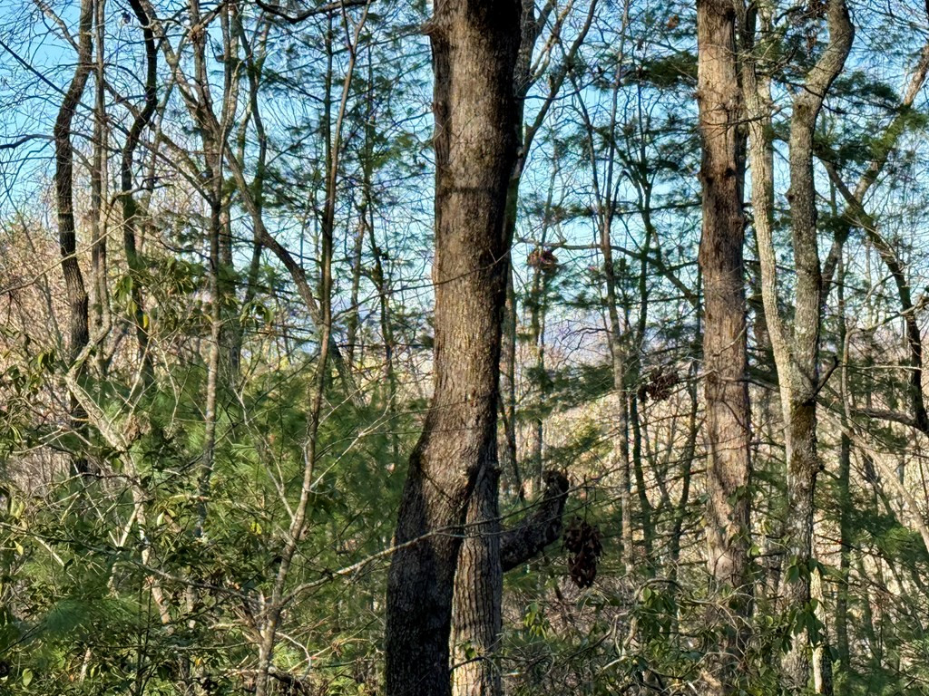 Lot 42 Panico Trail