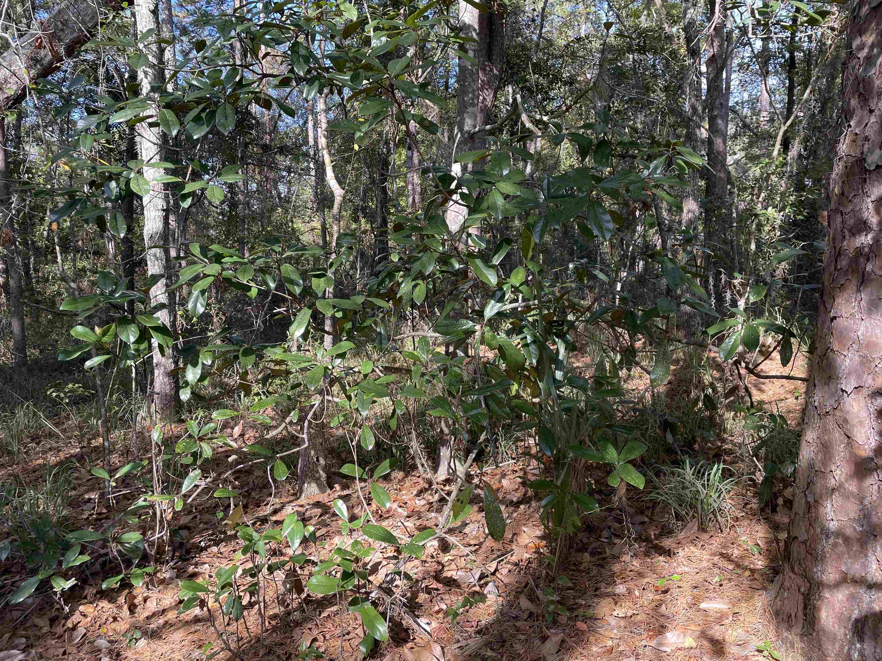 Sharer Road