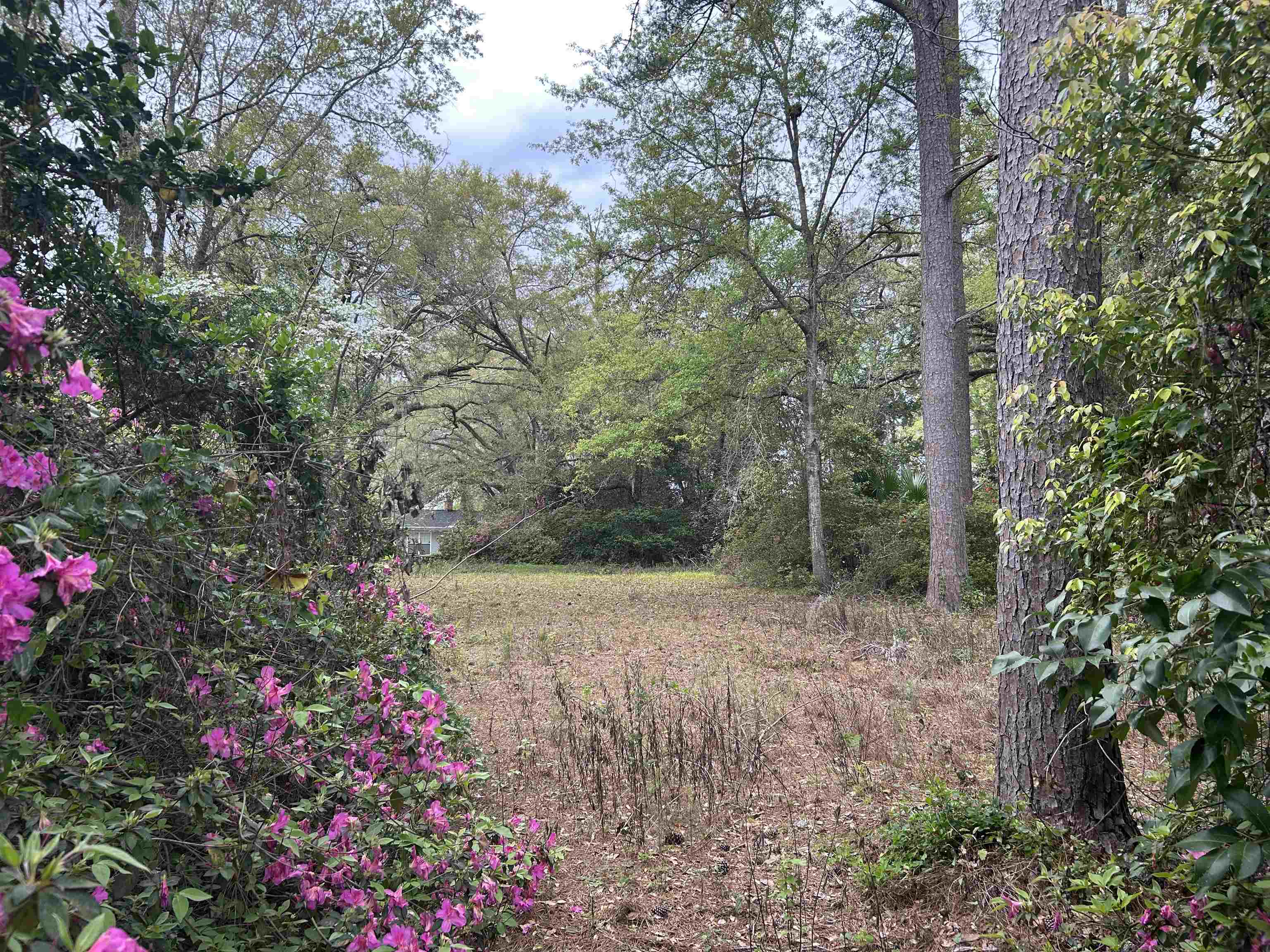 Buena Vista Drive