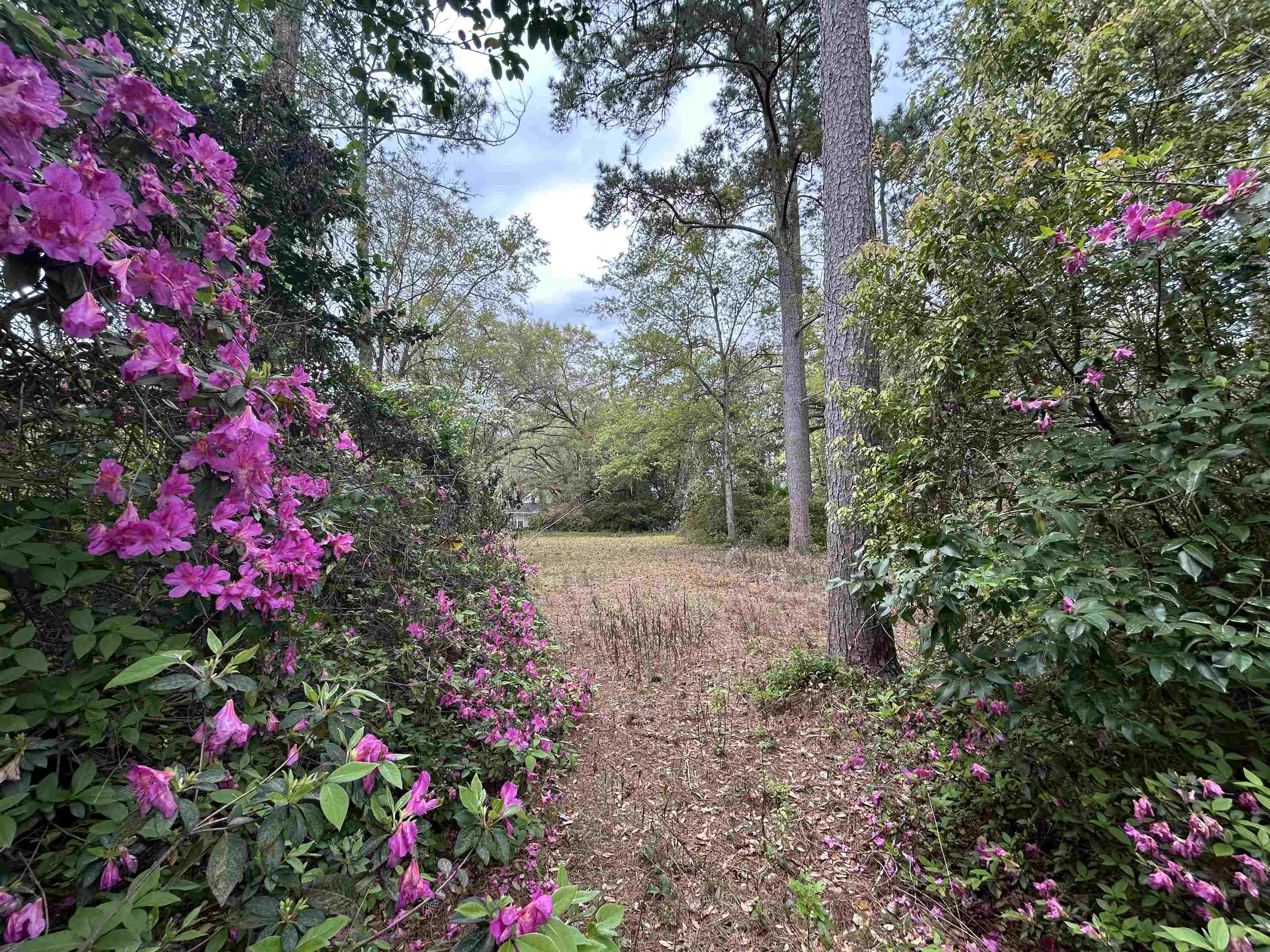 Buena Vista Drive
