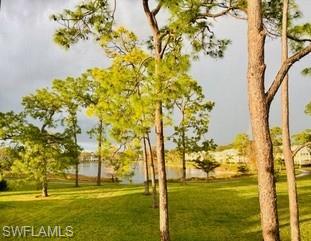 Water view across a grassy lawn, framed by pine trees.