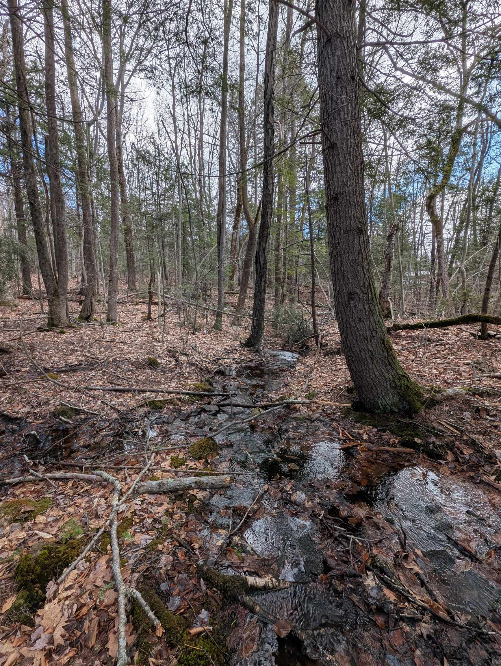Map 41 Lot 21 Jewett Road