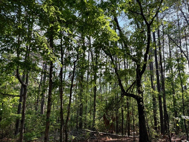 TBD Hwy 328 (Cotton Road)
