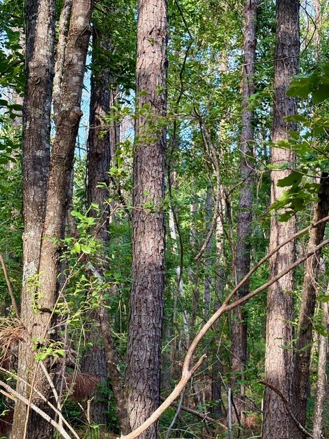 TBD Hwy 328 (Cotton Road)