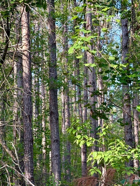 TBD Hwy 328 (Cotton Road)