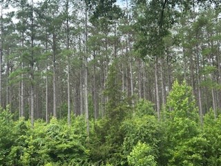 858 Hwy 331