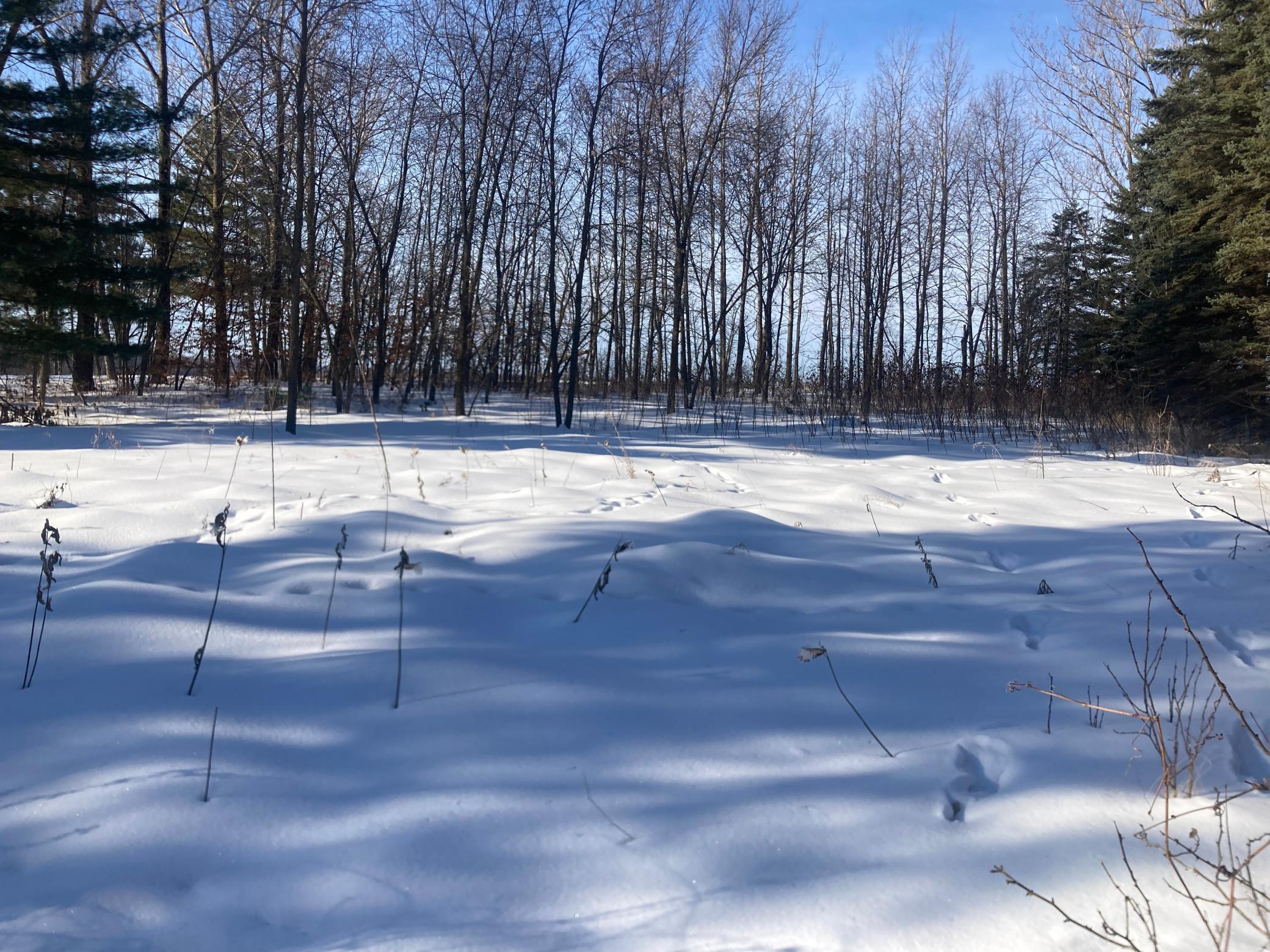 TBD Wild Rose Trail