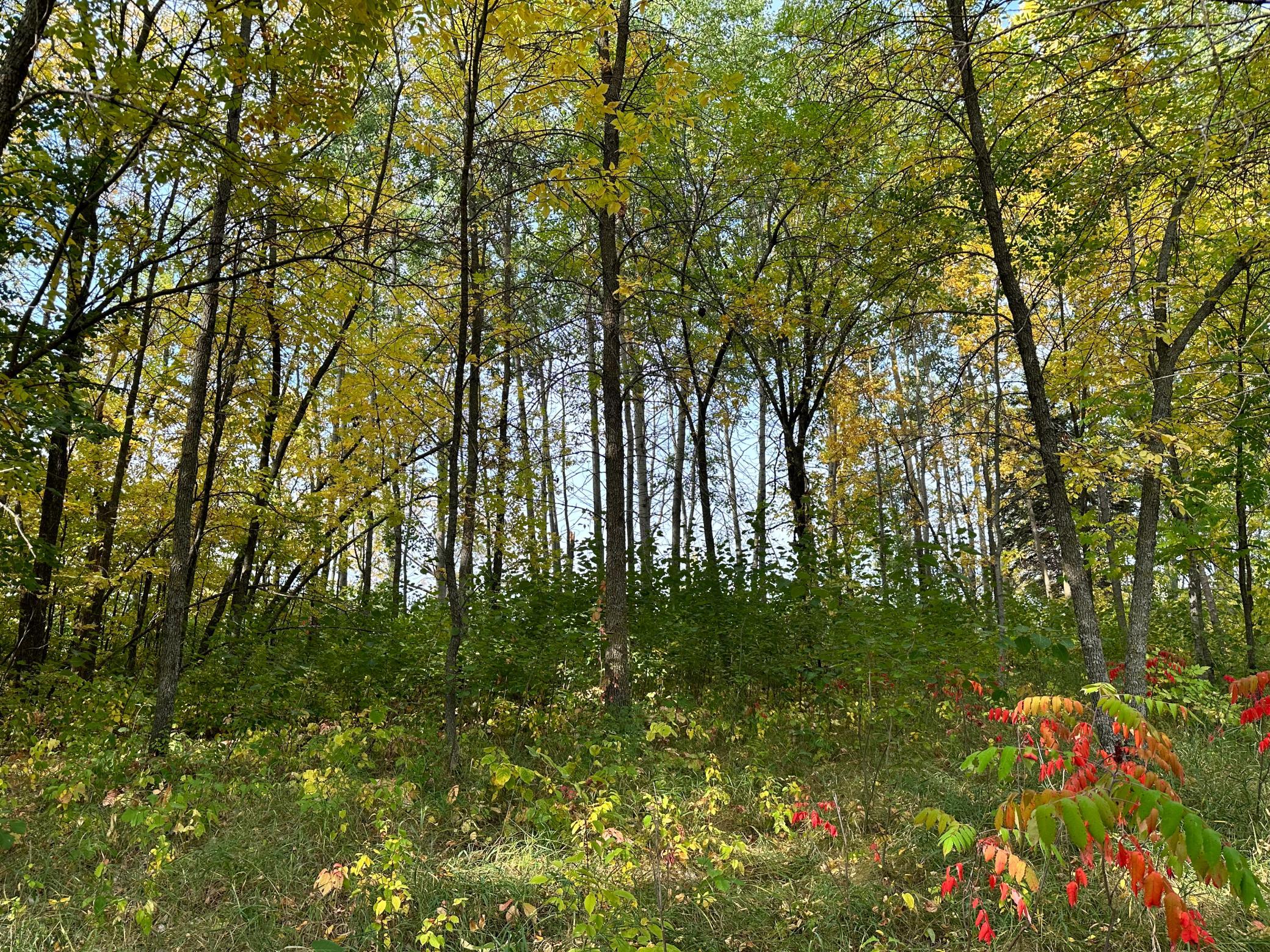 TBD Wild Rose Trail